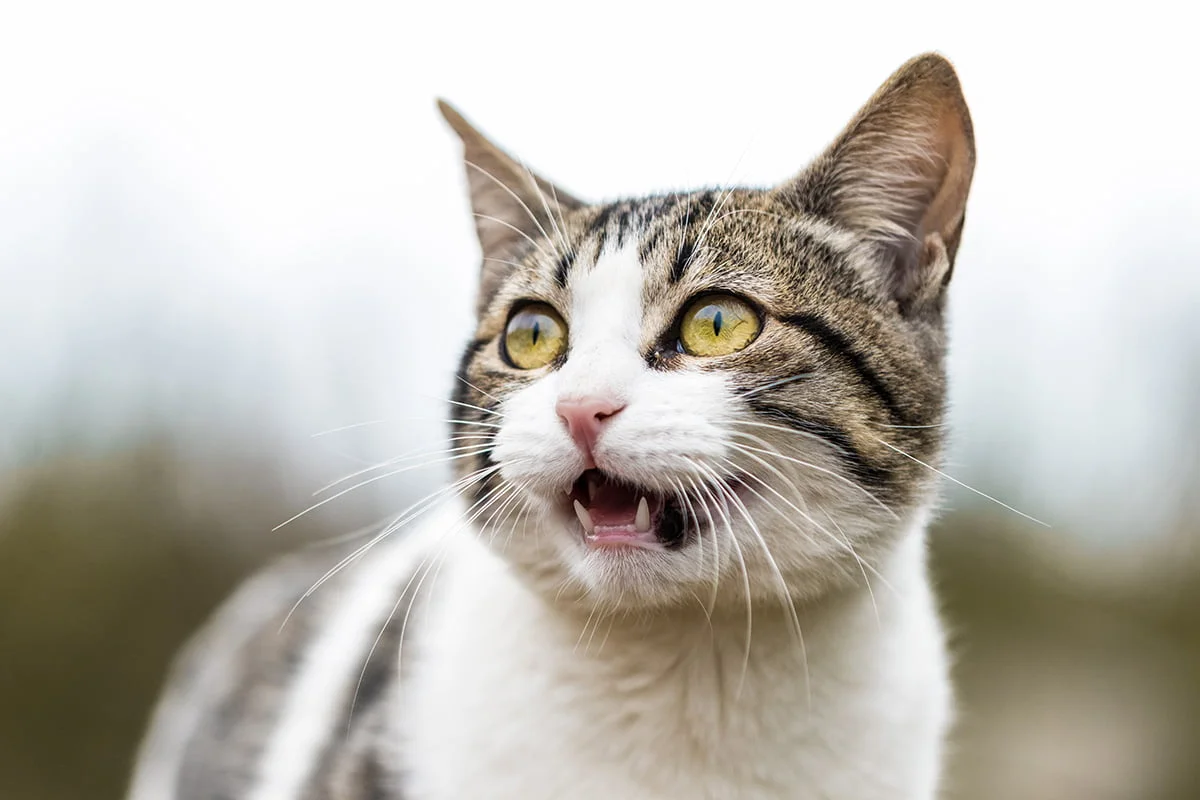 Why Is My Cat Crying_ Uncovering The Mystery Behind Your Cat's Tears