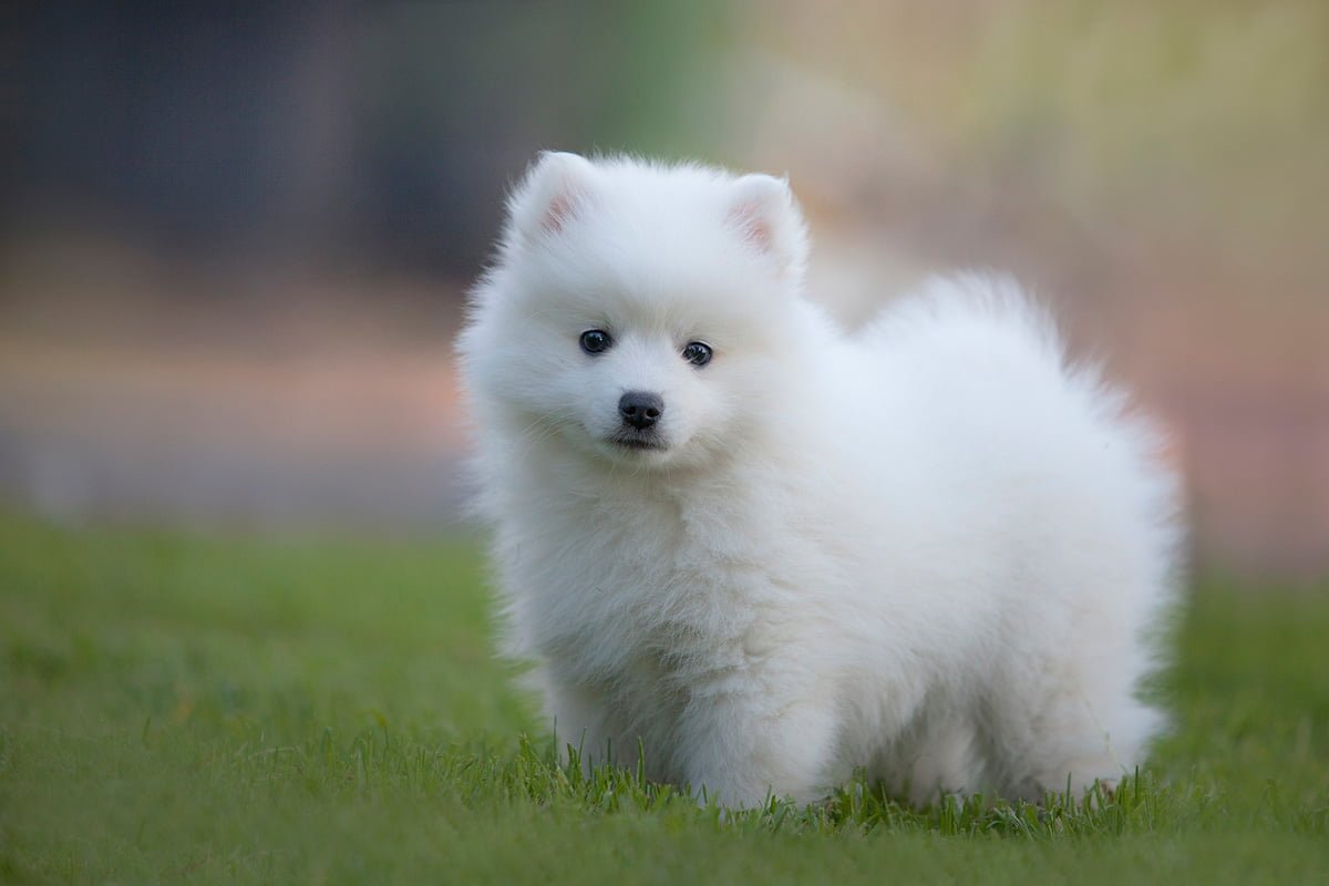 A Comprehensive Japanese Spitz Dog Breed Guide