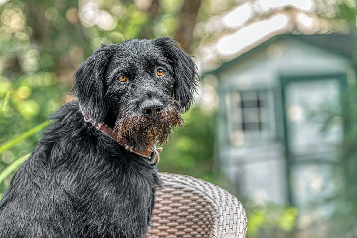 Black German Wirehaired Pointer Dog