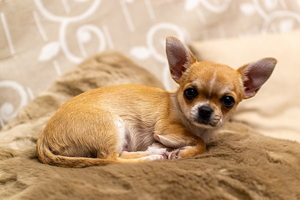 Brown Teacup Chihuahua