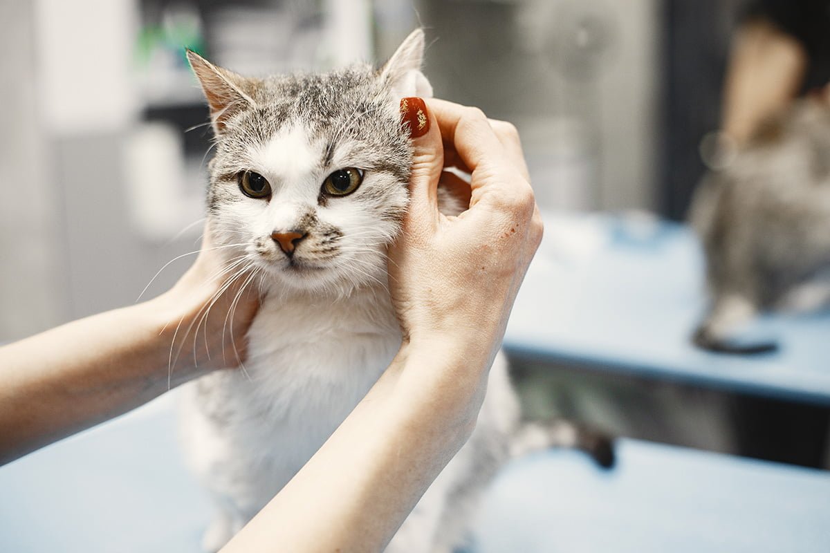 Cat-astrophe Averted: How To Prevent And Treat Cat Acne