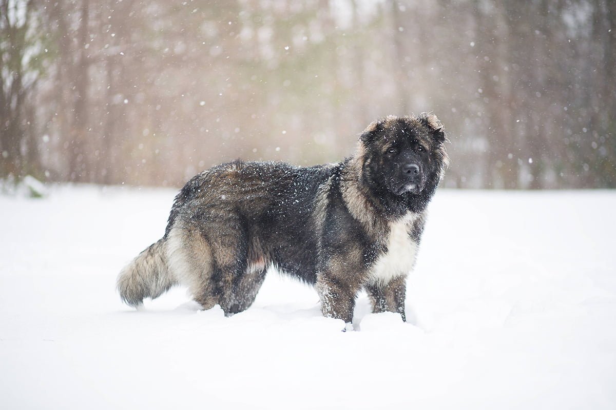 Discovering The Mighty Russian Bear Dog_ A Comprehensive Guide