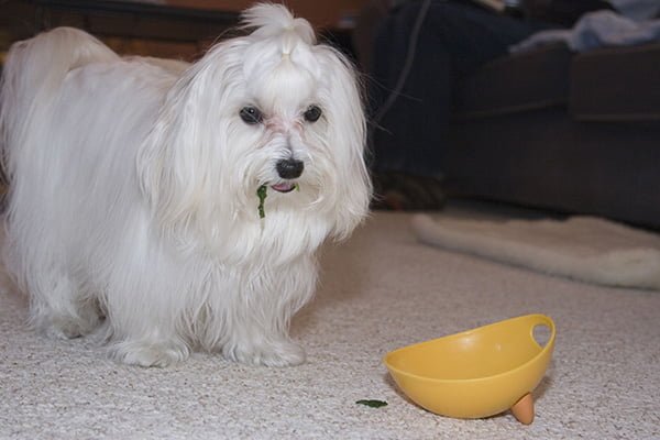 Dog eating spinach