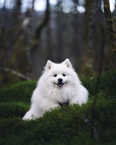 Japanese Spitz in the grass