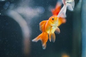 The Ultimate Oranda Goldfish Care Guide: Everything You Need To Know ...