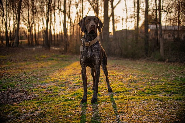 Short-haired German Wirehaired Pointer Dog