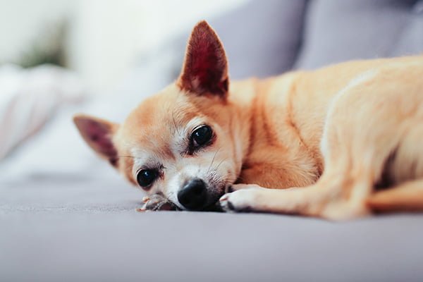 Teacup Chihuahua on a couch
