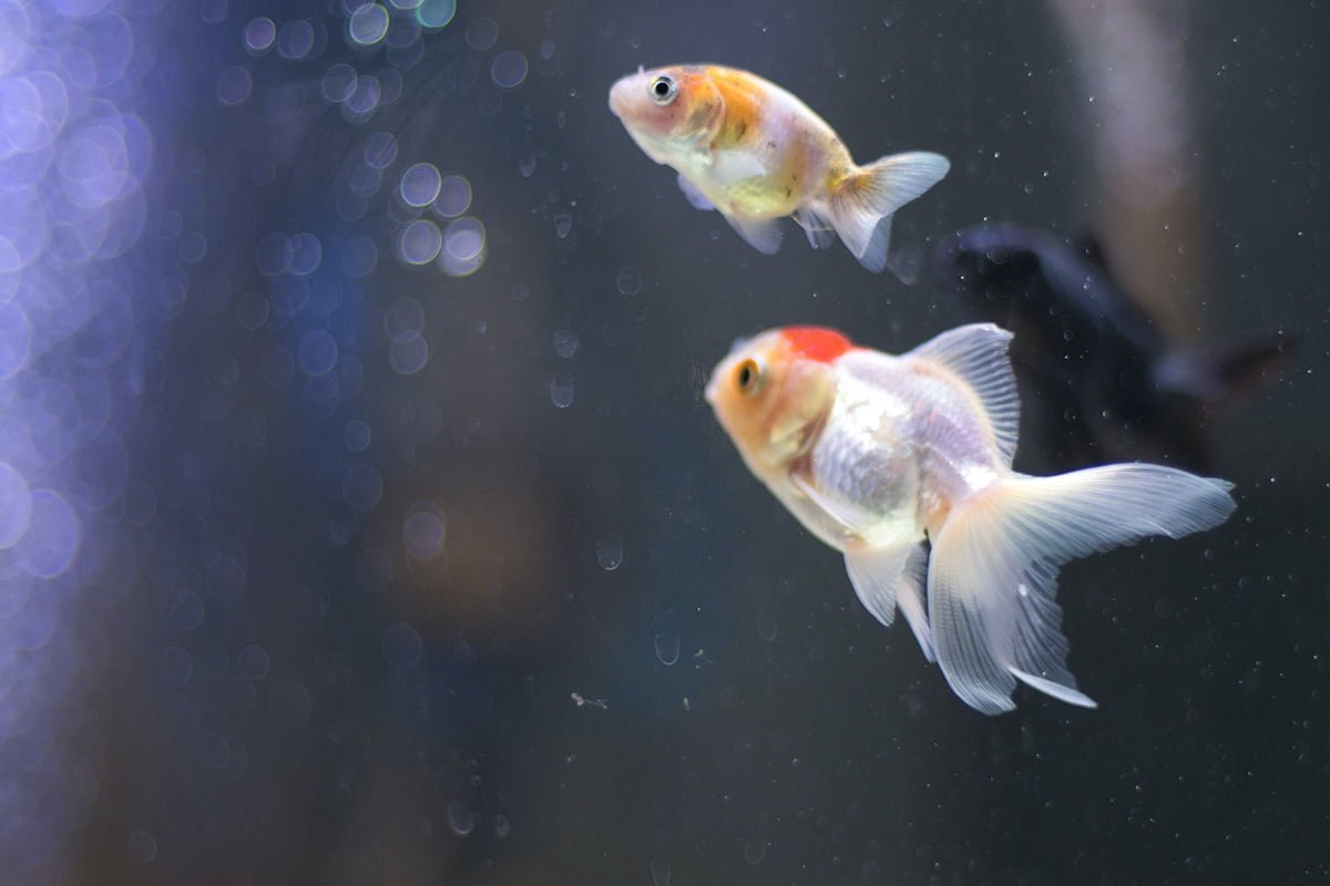The Ultimate Oranda Goldfish Care Guide: Everything You Need To Know