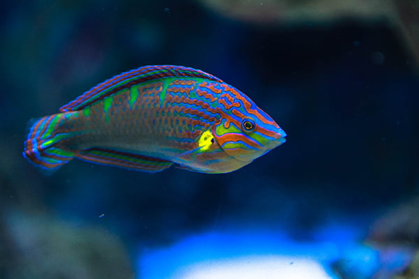 Close-up shot of a Parrotfish