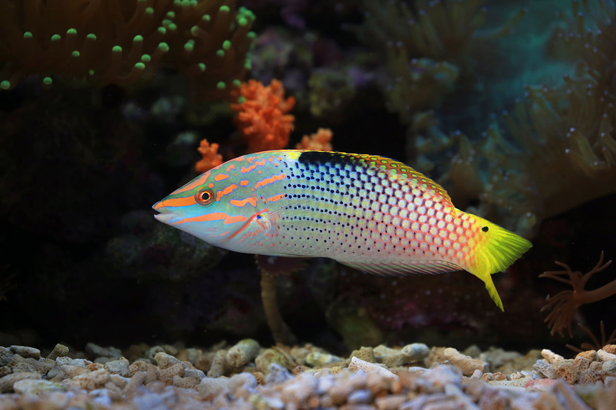 Parrotfish Care 101: A Comprehensive Guide For Aquarists