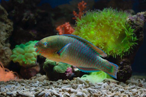 Parrotfish in fish tank