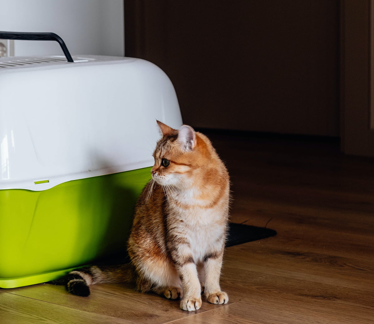 Cat Pooping Outside Litter Box: Cause And How To Address It