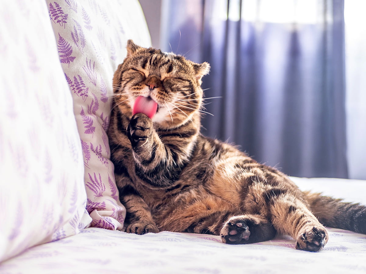 How To Get Rid Of Cat Pee Smell: Cloth, Carpet And More