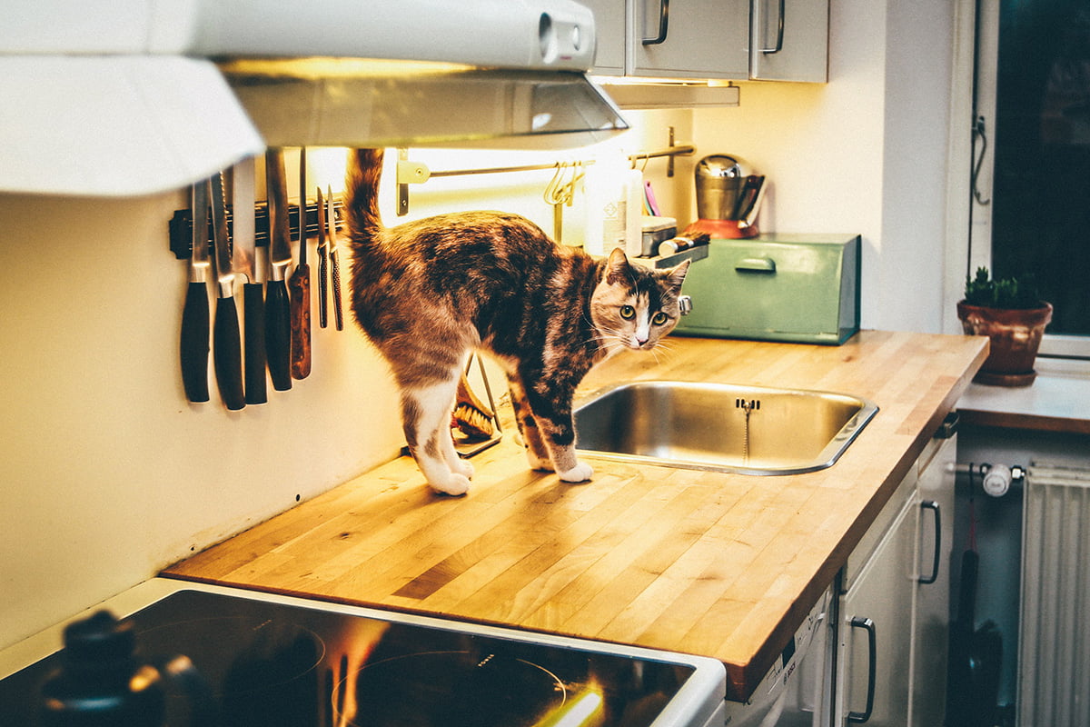 How To Keep Cats Off Counters- 11 Tips And Tricks Cat Parents Needs To Know