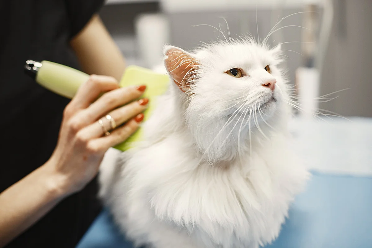 Cat Dandruff 101: Everything You Need To Know For A Fluffier, Happier Kitty