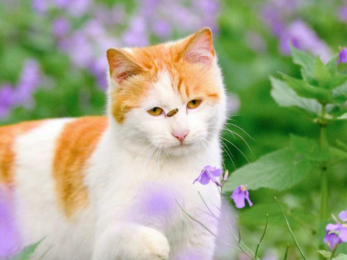 Cat Stung By Bee