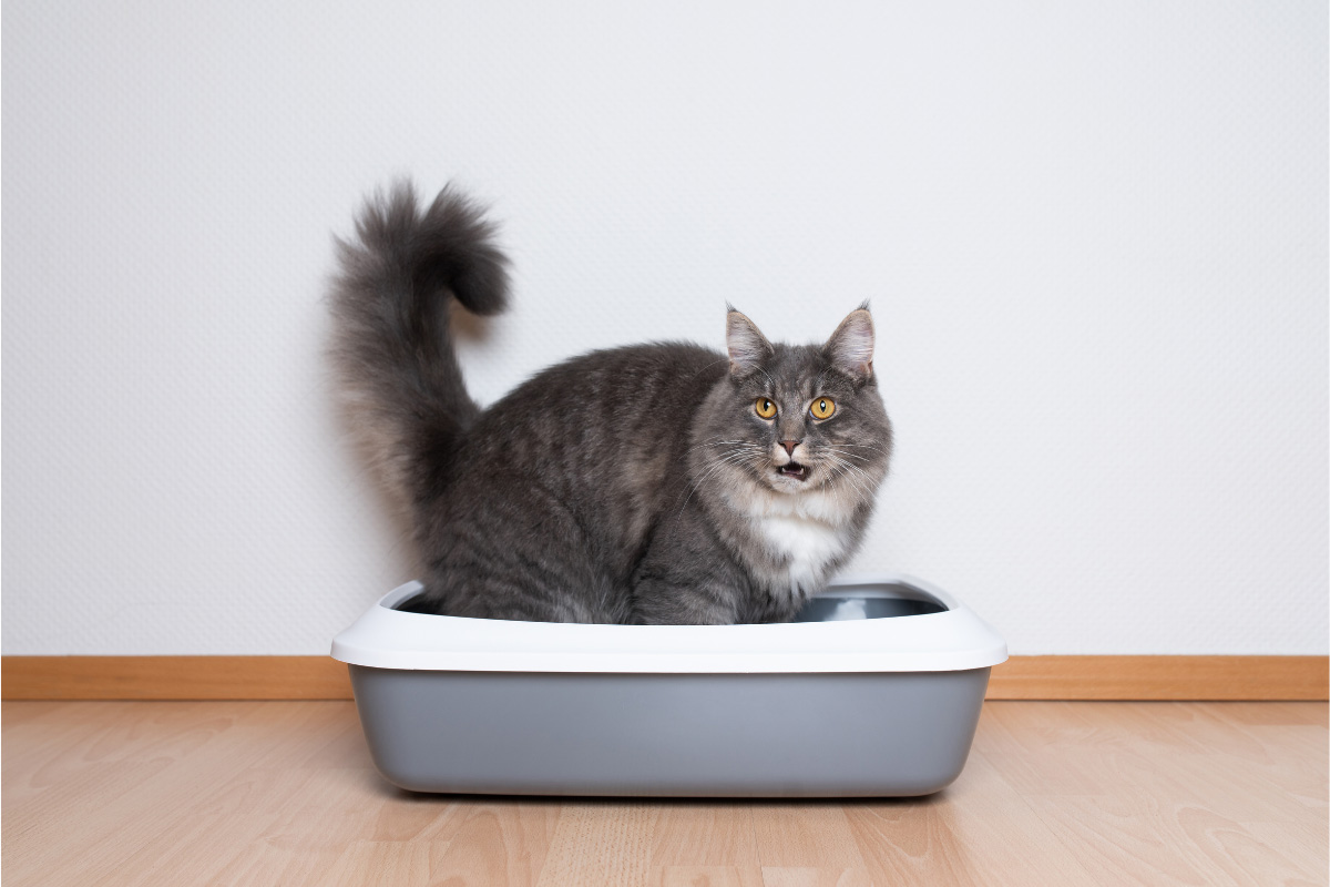 Emergency or Not? Blood In Cat Stool Causes And Cures