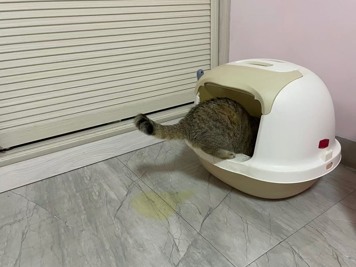 cat peeing outside the litter box