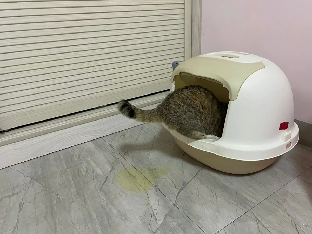cat peeing outside the litter box cat peeing outside the litter box