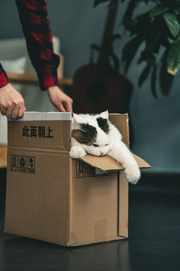 Cat in a brown cardboard box