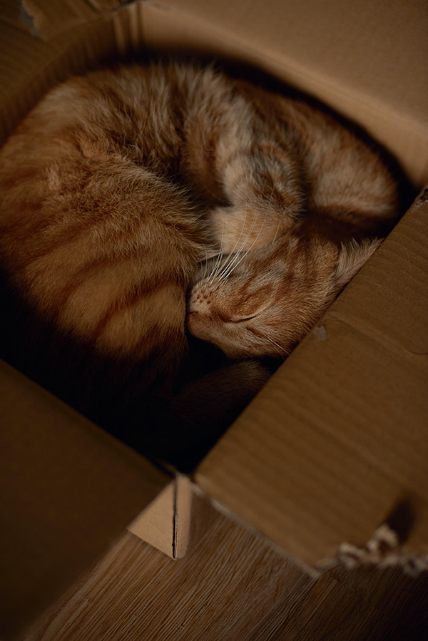 Cat sleeping in a torn carton box