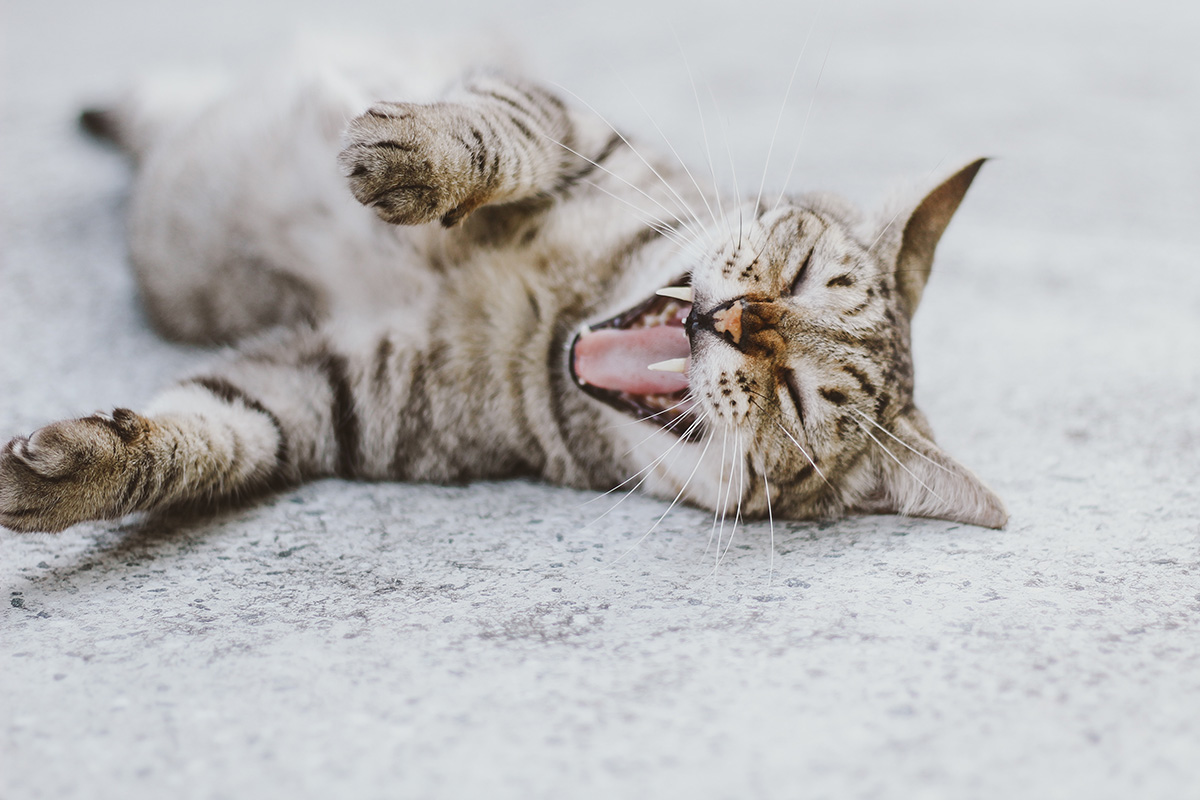 Feline Dentistry 101: How Many Teeth Do Cats Have?