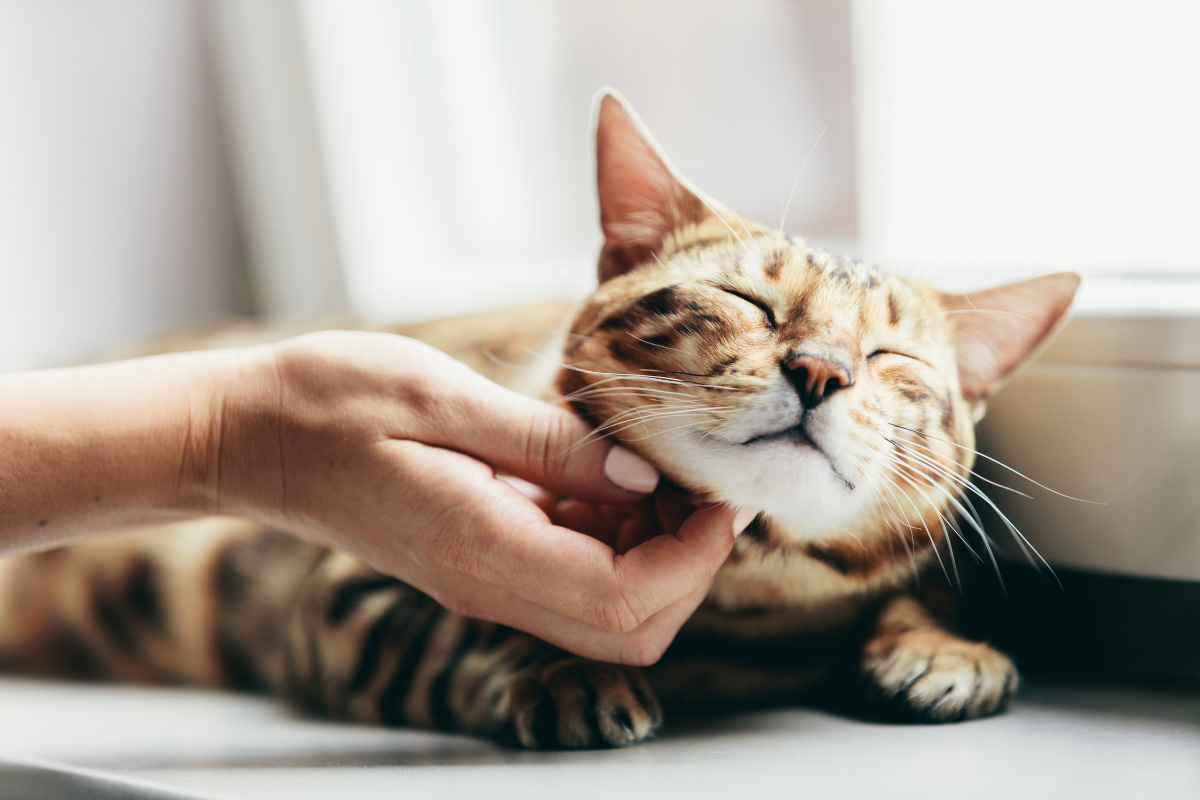 Purring 101: A Comprehensive Guide To How And Why Do Cats Purr 