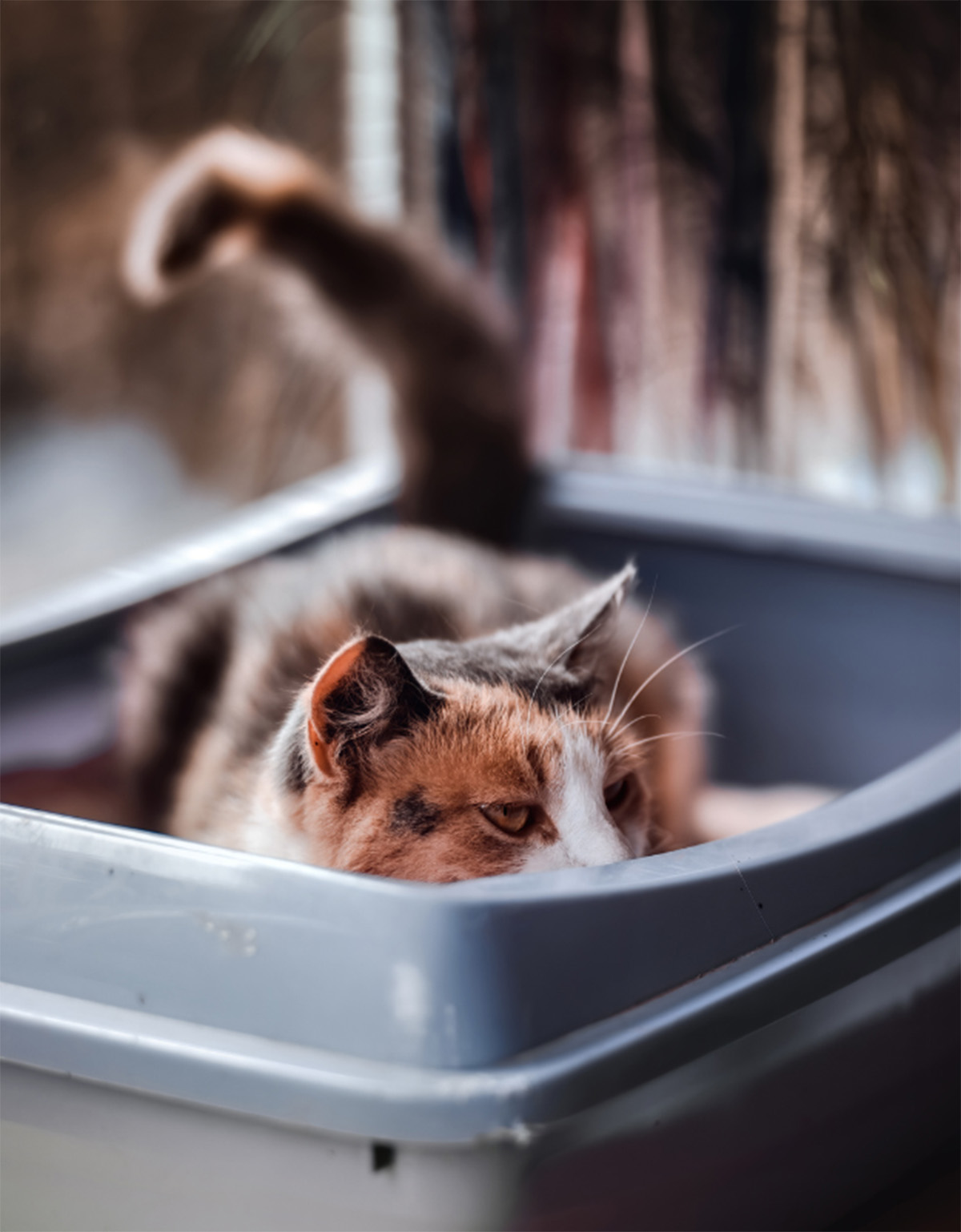 Why Is Your Cat Laying In Litter Box: Behavior Explained