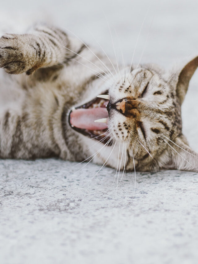 How Many Teeth Do Cats Have