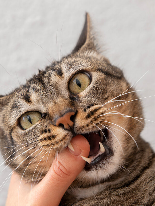 How to Administer Pills To Your Cat Without the Fuss The Pet Staff