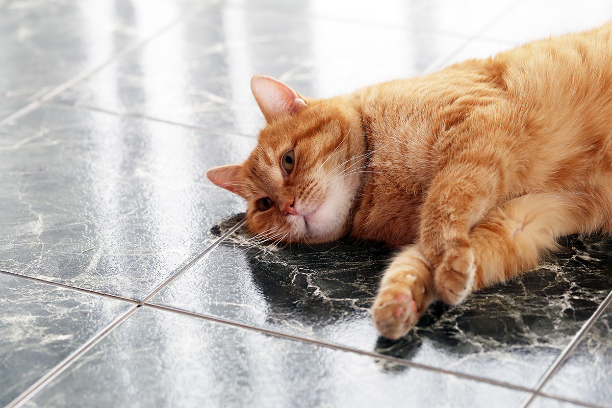 Constipation In Cats: Causes, Symptoms, Treatment, And More