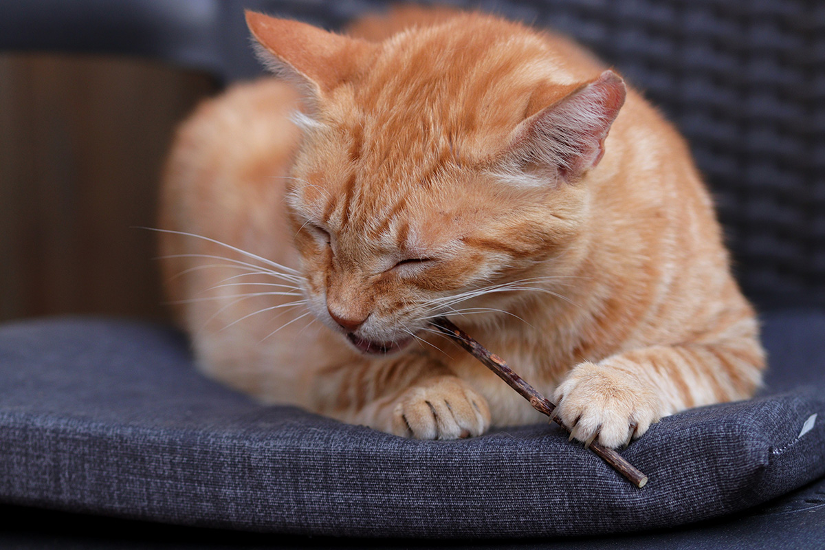 What Does Catnip Do To Cats? The Magic Behind Your Cat's Behavior