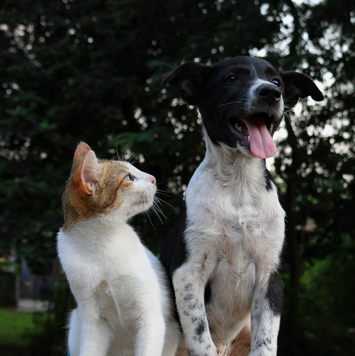 Why Do Dogs Eat Cat Poop? Decoding Canine Cat Poop Cravings