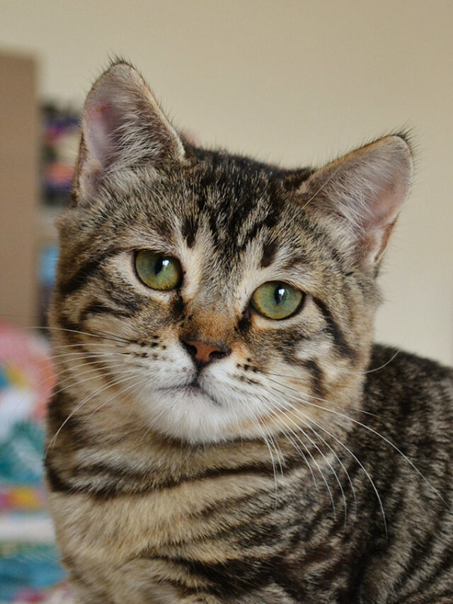 Is Your Cat Constipated? Here Are Some Home Remedies