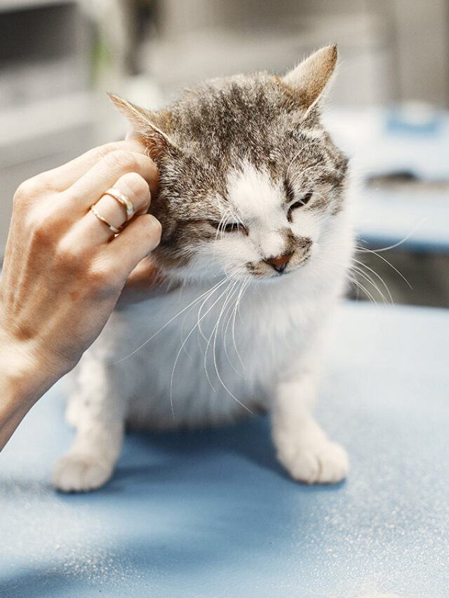 Don’t Ignore These Cat Ear Infection Symptoms!