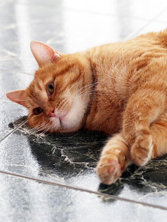 How to Manage and Address Cat Constipation