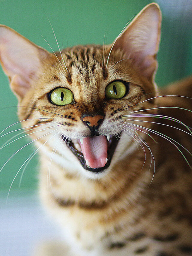 8 Easy Steps to Clean Your Cat’s Teeth