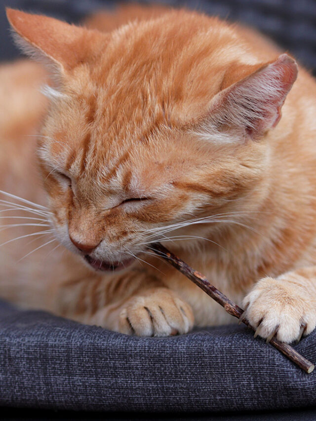 What Catnip Really Does to Your Cat