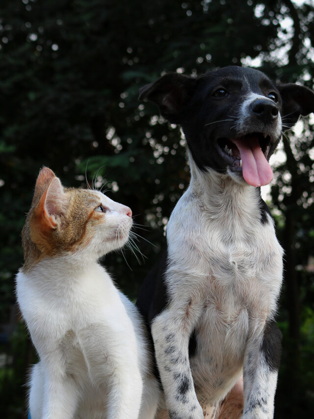 Is Eating Cat Poop Bad For Your Dog