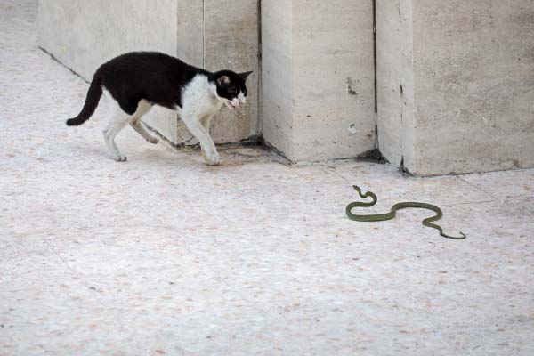 Cat and snake