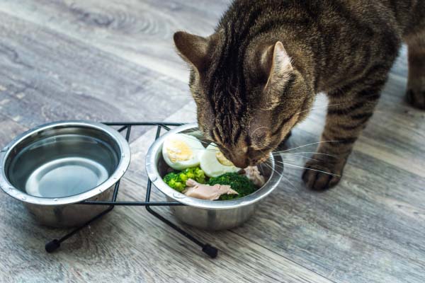 Cat eating chicken with veggies and boiled eggs