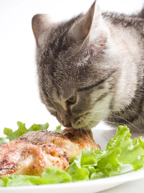 Cat eating cooked chicken meat with lettuce