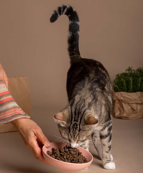 Cat eating kibbles