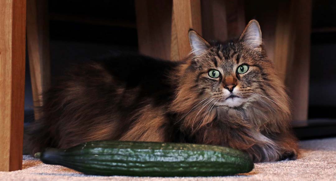 Cat next to a cucumber
