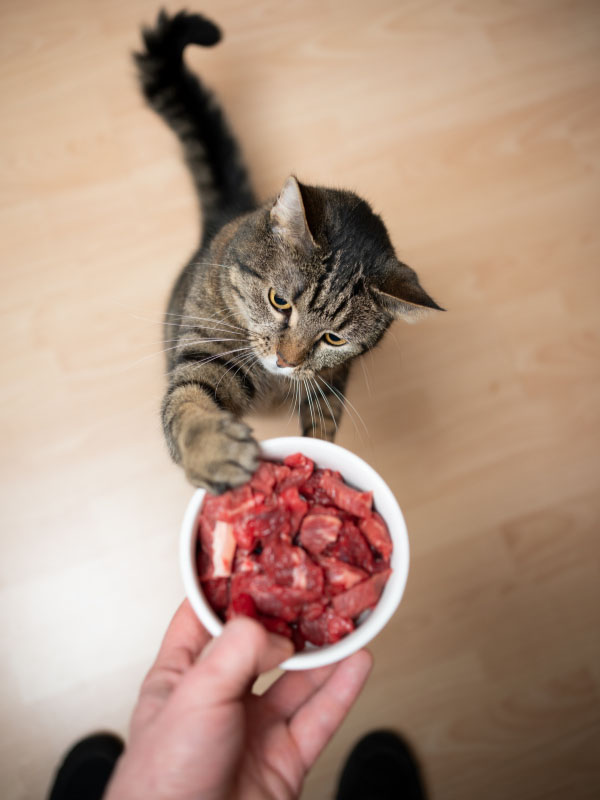 Cat reaching for a bowl of meat