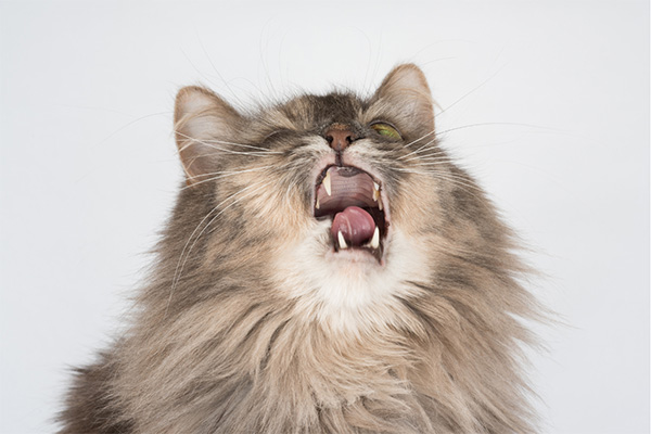 Cat sneezing closeup shot