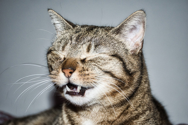 Cat sneezing gray background