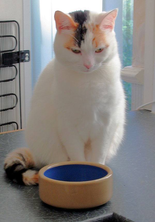 Cat with empty bowl free