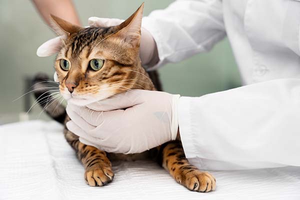 Closeup shot of cat being checked by Vet doctor