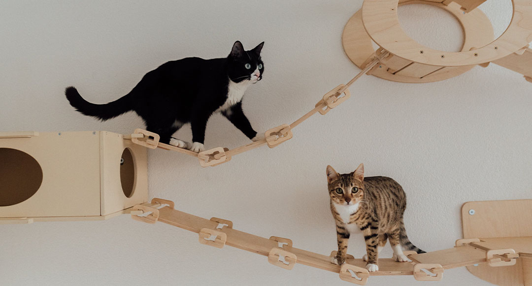 The Ultimate Guide To Introducing A New Cat To Cat Successfully